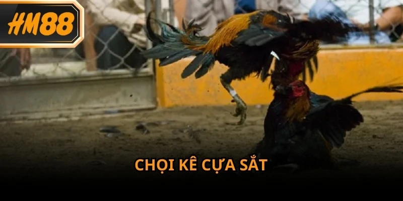 Đá gà cựa sắt là hình thức được quan tâm nhờ tính đối kháng cao