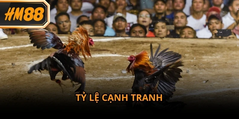 Tỷ lệ cược đá gà được xây dựng dựa trên diễn biến thực tế của từng trận đấu
